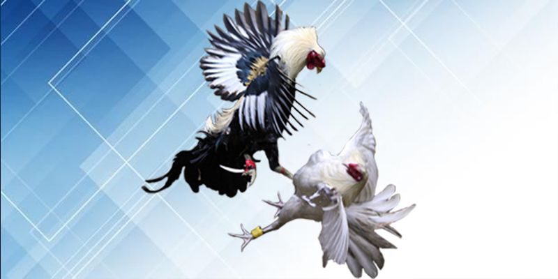 Phương pháp quan sát và phân tích chính xác
