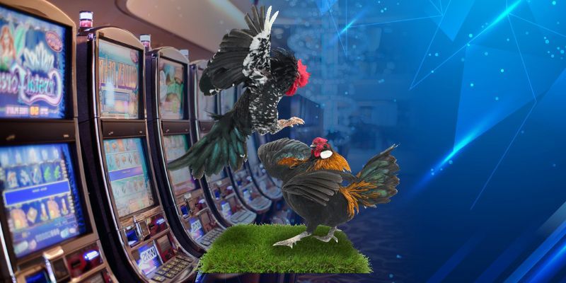 Các loại hình phát đá gà trực tiếp hấp dẫn